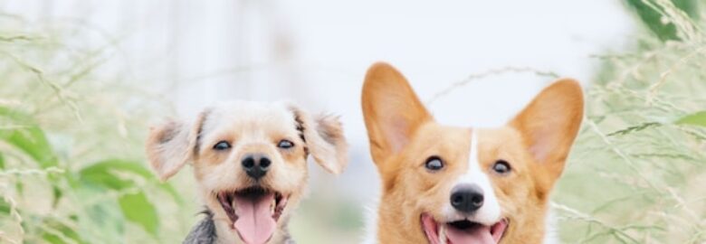 Pet Pharma (Pty) Ltd: Pet Shop In Pretoria, South Africa
